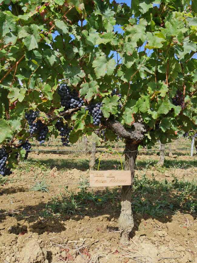 Виноградник на урожай